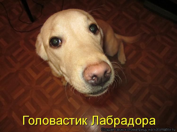Котоматрица: Головастик Лабрадора