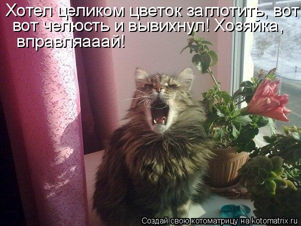 Хотел целиком цветок заглотить, вот вот челюсть и вывихнул! Хозяйка, вправляааай!... Котоматрица: Хотел целиком цветок заглотить, вот вот челюсть и вывихнул! Хозяйка, вправляааай!