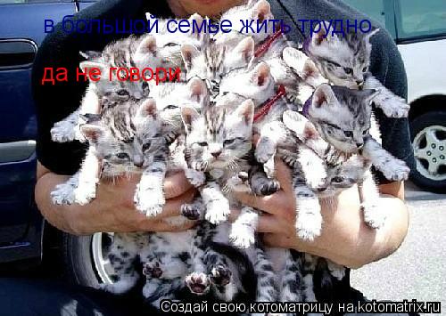 в большой семье жить трудно да не говори... Котоматрица: в большой семье жить трудно да не говори