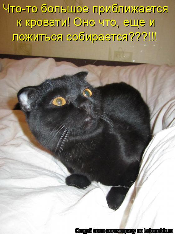Что-то большое приближается к кровати! Оно что, еще и ложиться собирается???!!!... Котоматрица: Что-то большое приближается к кровати! Оно что, еще и ложиться собирается???!!!