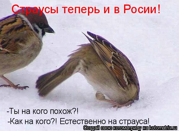 Котоматрица: -Как на кого?! Естественно на страуса! -Ты на кого похож?! Страусы теперь и в Росии!