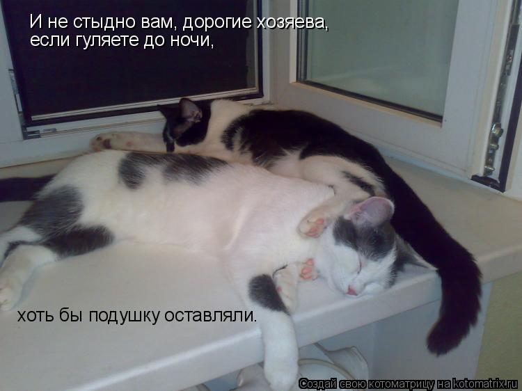 Котоматрица: И не стыдно вам, дорогие хозяева, если гуляете до ночи, хоть бы подушку оставляли.