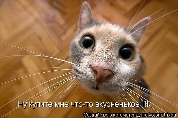 Котоматрица: Ну купите мне что-то вкусненькое !!!