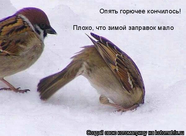 Котоматрица: Опять горючее кончилось! Плохо, что зимой заправок мало