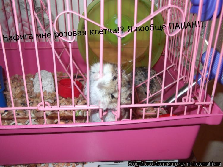 Котоматрица: Нафига мне розовая клетка!? Я вообще ПАЦАН!!!