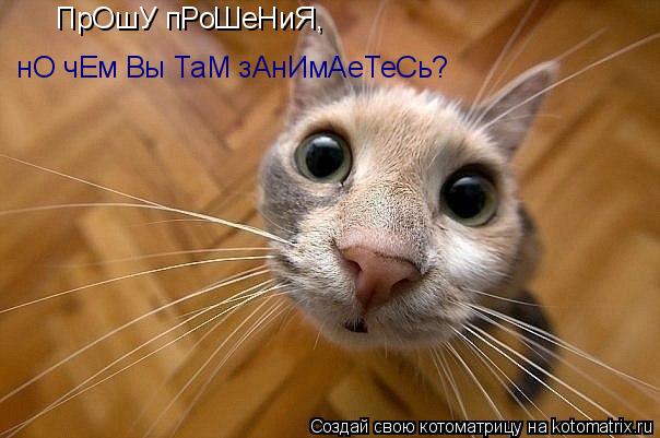 Котоматрица: ПрОшУ пРоШеНиЯ,  нО чЕм Вы ТаМ зАнИмАеТеСь?