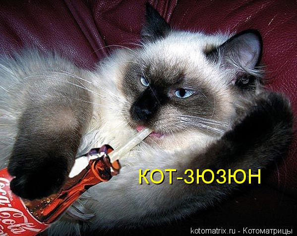 Котоматрица: КОТ-ЗЮЗЮН