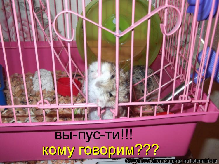 Котоматрица: кому говорим??? вы-пус-ти!!!