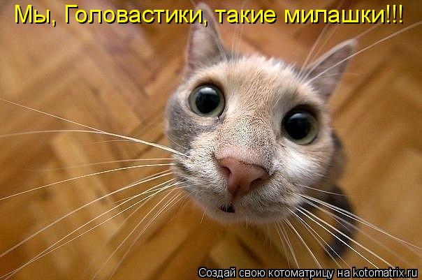 Котоматрица: Мы, Головастики, такие милашки!!!