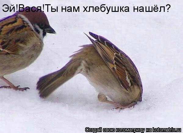 Котоматрица: Эй!Вася!Ты нам хлебушка нашёл?