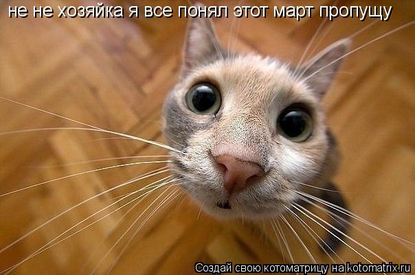Котоматрица: не не хозяйка я все понял этот март пропущу