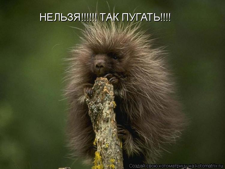 Котоматрица: НЕЛЬЗЯ!!!!!! ТАК ПУГАТЬ!!!!
