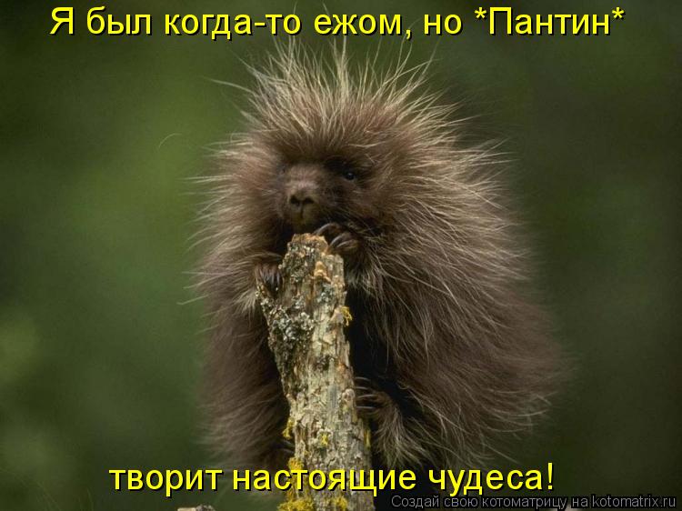 Котоматрица: Я был когда-то ежом, но *Пантин*  творит настоящие чудеса!