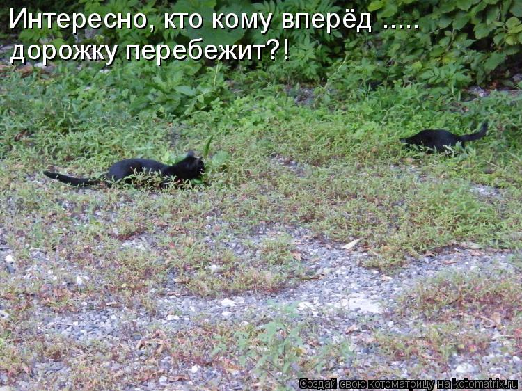 Котоматрица: Интересно, кто кому вперёд ..... дорожку перебежит?!
