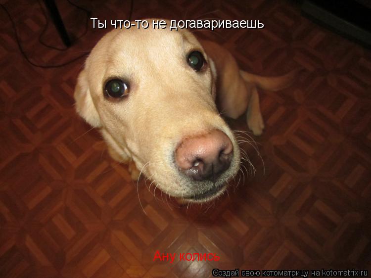 Котоматрица: Ты что-то не догавариваешь Ты что-то не догавариваешь Ану колись