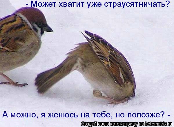Котоматрица: - Может хватит уже страусятничать? А можно, я женюсь на тебе, но попозже? -