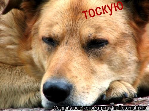 Котоматрица: тоскую тоскую тоскую