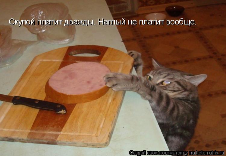 Котоматрица: Скупой платит дважды. Наглый не платит вообще.