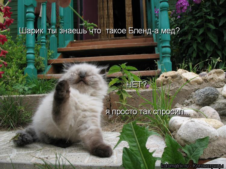 Котоматрица: Шарик  ты знаешь что  такое Бленд-а мед? НЕТ? я просто так спросил...