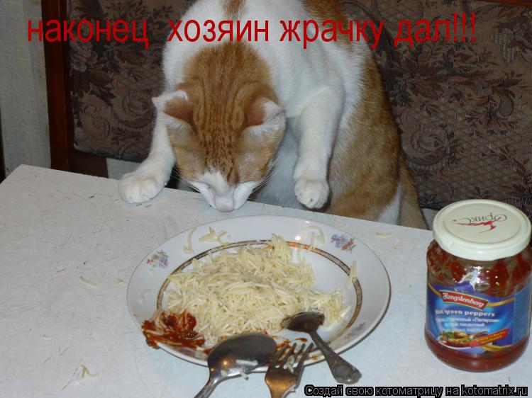 Котоматрица: наконец  хозяин жрачку дал!!!