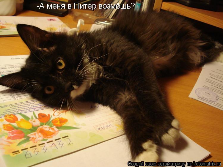 Котоматрица: -А меня в Питер возмёшь?