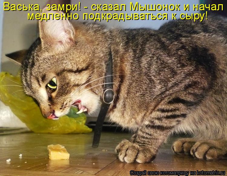 Котоматрица: Васька, замри! - сказал Мышонок и начал  медленно подкрадываться к сыру!