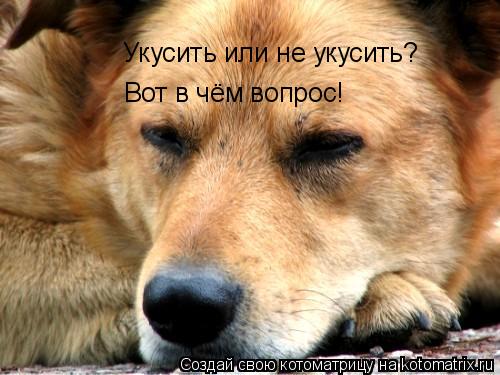 Котоматрица: Укусить или не укусить? Вот в чём вопрос!