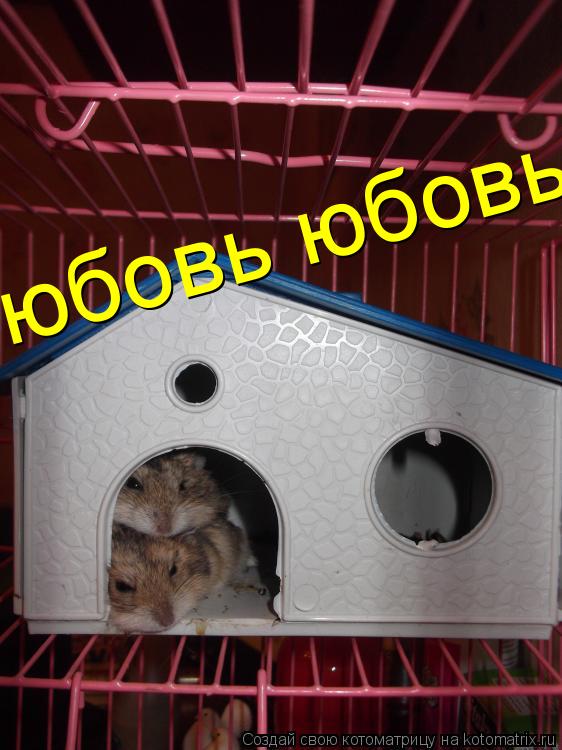 Котоматрица: юбовь юбовь