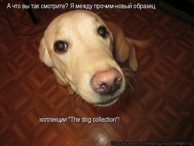 Котоматрица: А что вы так смотрите? Я между прочим-новый образец  коллекции:"The dog collection"!