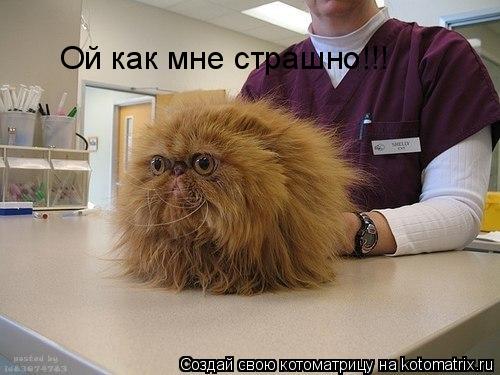 Котоматрица: Ой как мне страшно!!!