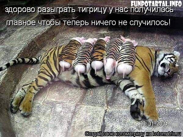 Котоматрица: здорово разыграть тигрицу у нас получилась здорово разыграть тигрицу у нас получилось главное чтобы теперь ничего не случилось!