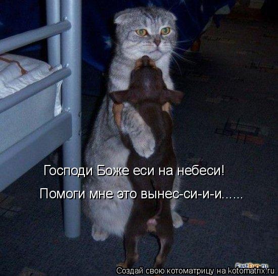 Котоматрица: Господи Боже еси на небеси! Помоги мне это вынес-си-и-и......