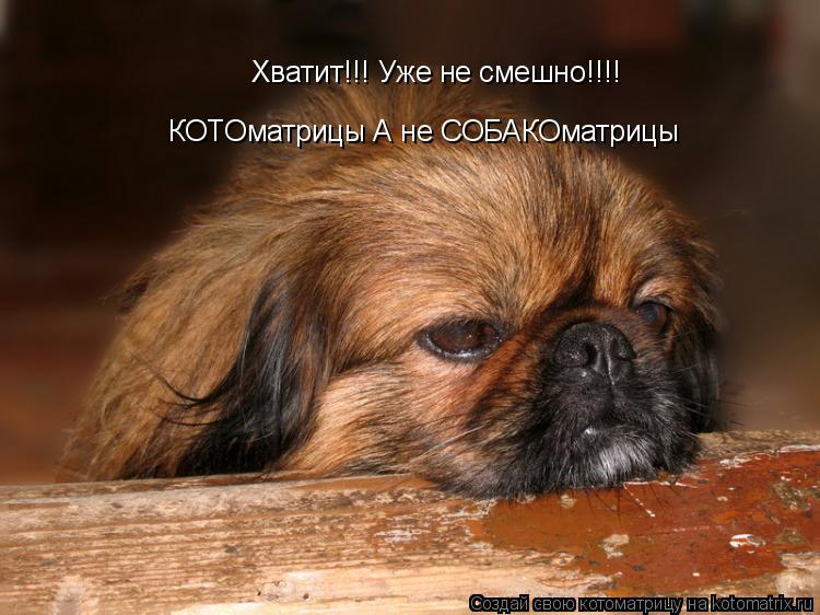 Котоматрица: Хватит!!! Уже не смешно!!!!  КОТОматрицы А не СОБАКОматрицы