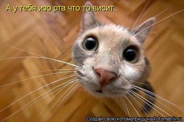 Котоматрица: А у тебя изо рта что то висит...