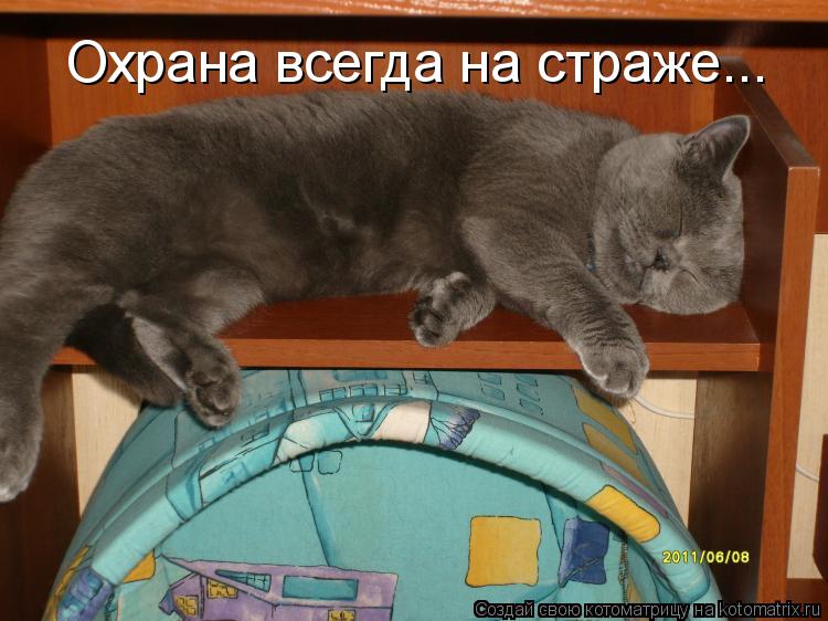 Котоматрица: Охрана всегда на страже...