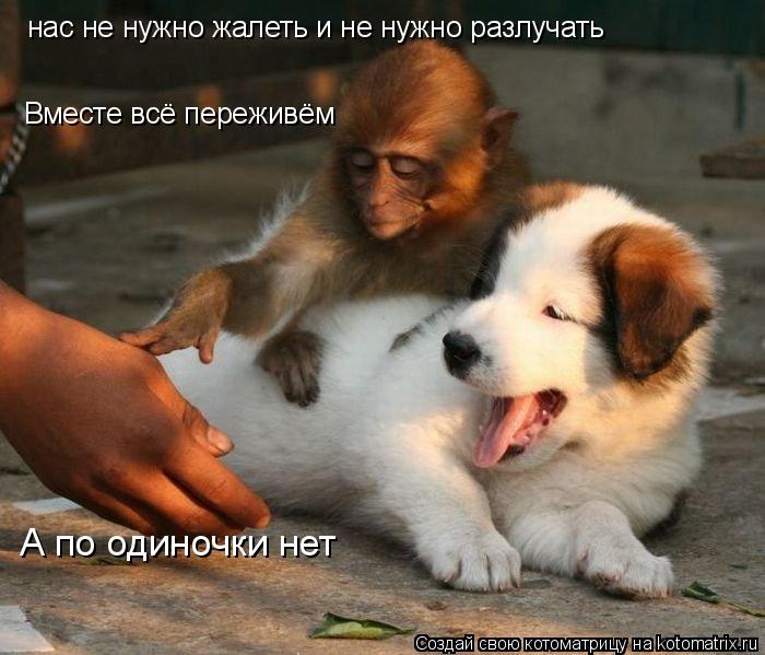Котоматрица: нас не нужно жалеть и не нужно разлучать Вместе всё переживём А по одиночки нет