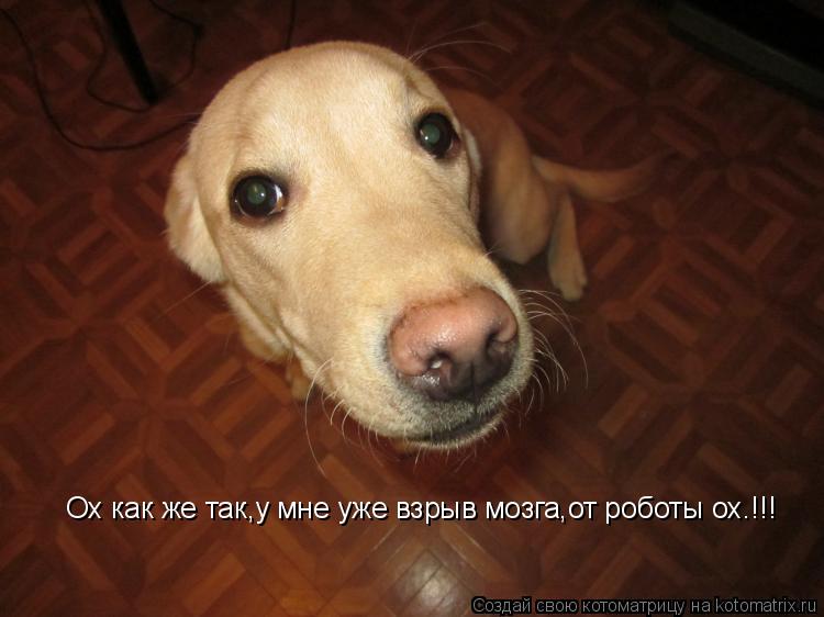 Котоматрица: Ох как же так,у мне уже взрыв мозга,от роботы ох.!!!