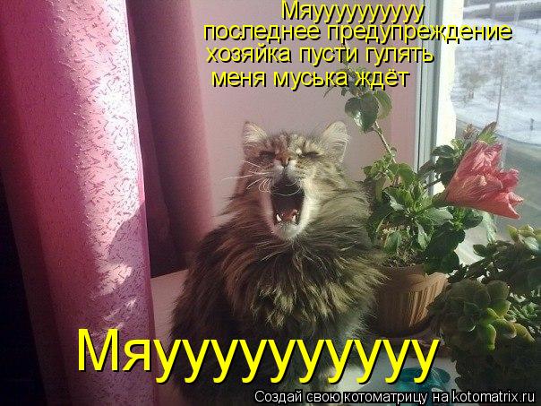 Котоматрица: Мяуууууууууу Мяуууууууууу последнее предупреждение хозяйка пусти гулять меня муська ждёт