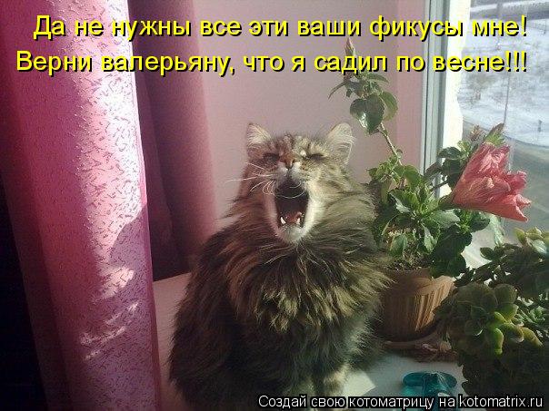 Котоматрица: Да не нужны все эти ваши фикусы мне! Верни валерьяну, что я садил по весне!!!