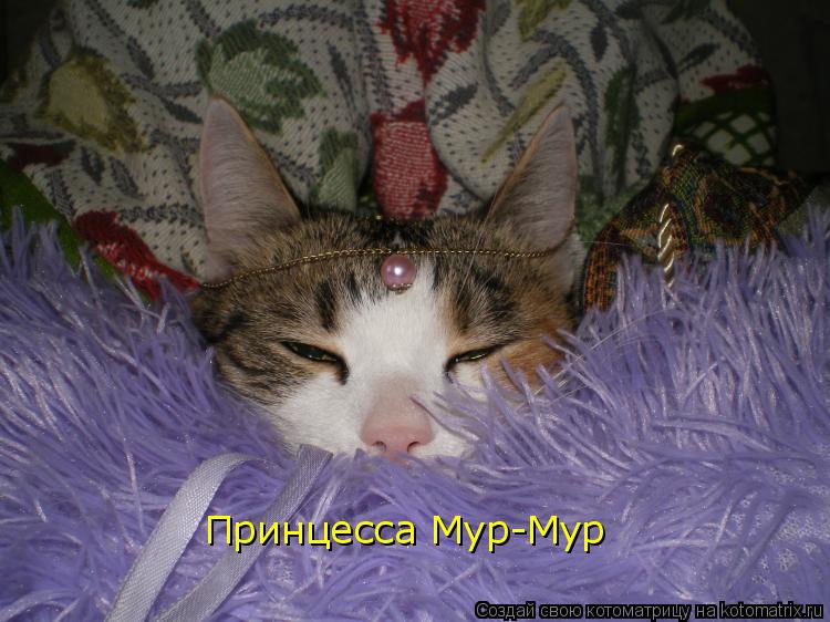 Котоматрица: Принцесса Мур-Мур