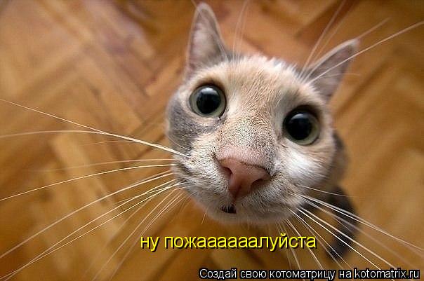 Котоматрица: ну пожаааааалуйста