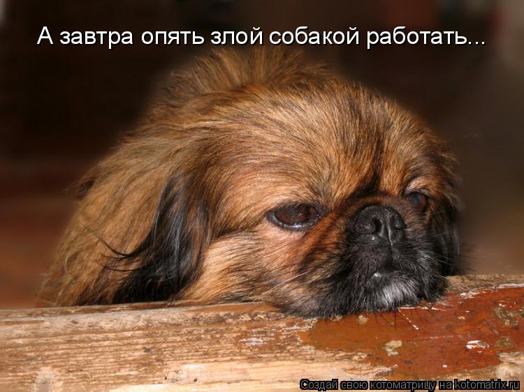 Котоматрица: А завтра опять злой собакой работать...