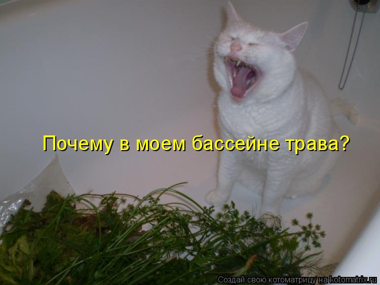 Котоматрица: Почему в моем бассейне трава?