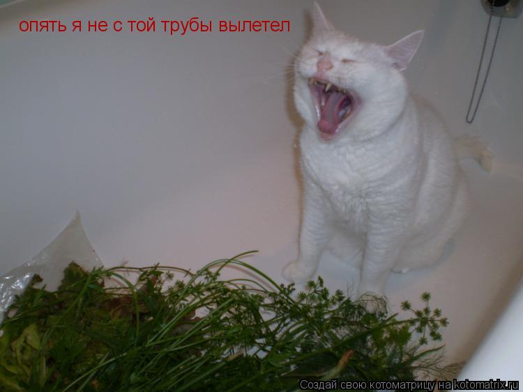 Котоматрица: опять я не с той трубы вылетел