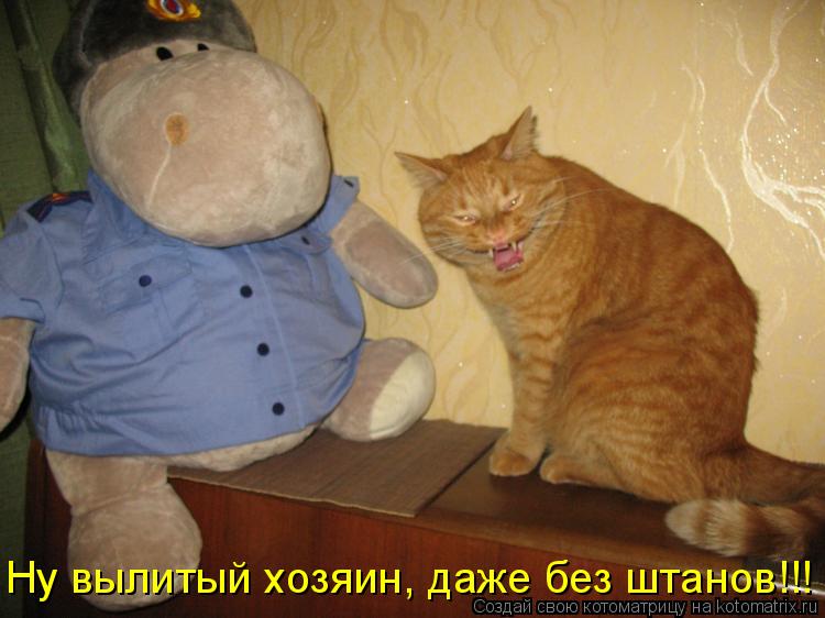 Котоматрица: Ну вылитый хозяин, даже без штанов!!!