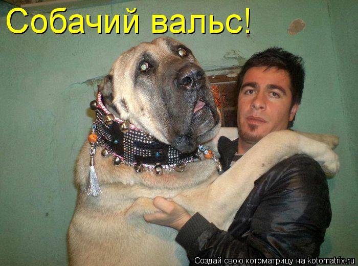 Котоматрица: Собачий вальс!