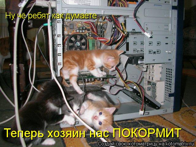 Котоматрица: Ну чё ребят как думаете  Ну чё ребят как думаете  Теперь хозяин нас ПОКОРМИТ