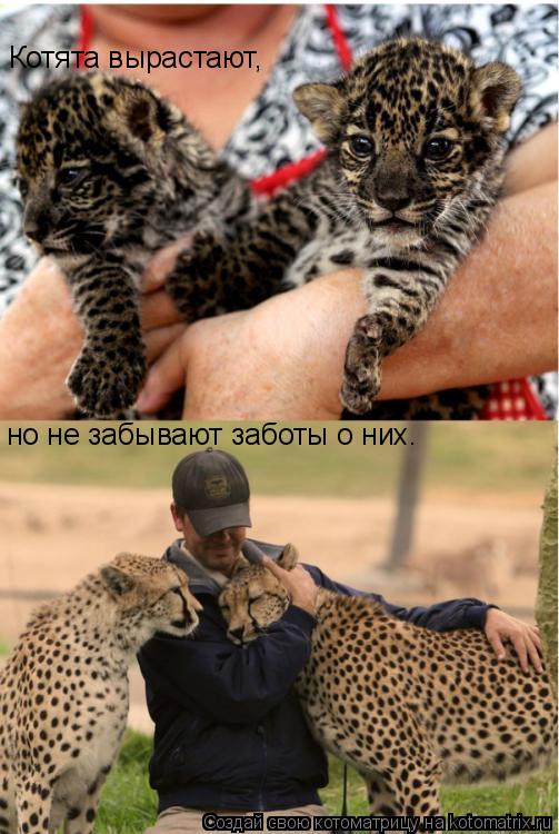 Котоматрица: Котята вырастают, но не забывают заботы о них.