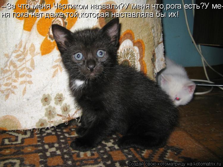 Котоматрица: --За что меня Чёртиком назвали?У меня что,рога есть?У ме- ня пока нет даже той,которая наставляла бы их!