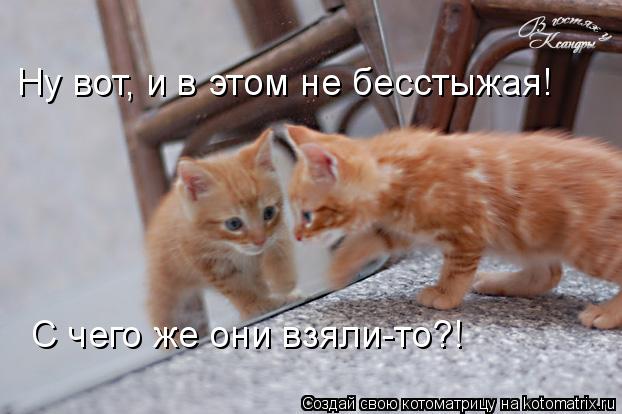 Котоматрица: Ну вот, и в этом не бесстыжая! С чего же они взяли-то?!
